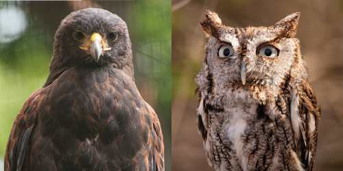 Everyone will love these fun, educational shows by the World Bird Sanctuary!