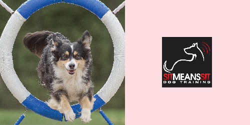 Sit Means Sit Dog Training St. Louis presents dog shows featuring obedience, agility, tric