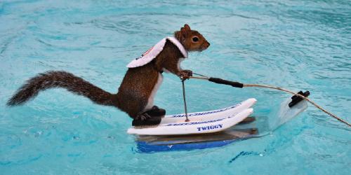 See Twiggy, the Water-Skiing Squirrel!